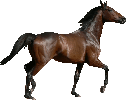 categorie cheval