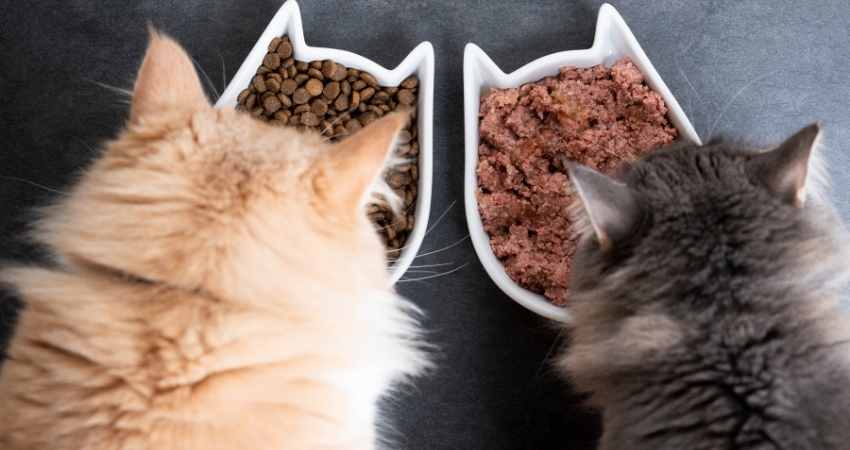 alimentation bio pour chat