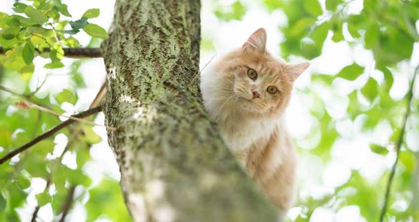 arbre chat