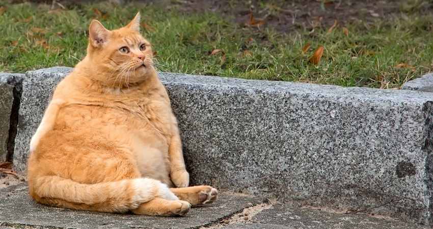 chat est trop maigre grossir