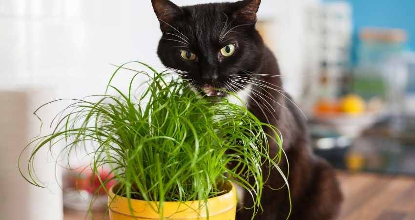 chat mange herbe