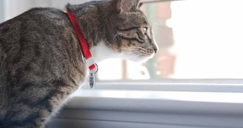 collier anti puces pour chat
