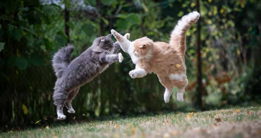 combattre poux chat
