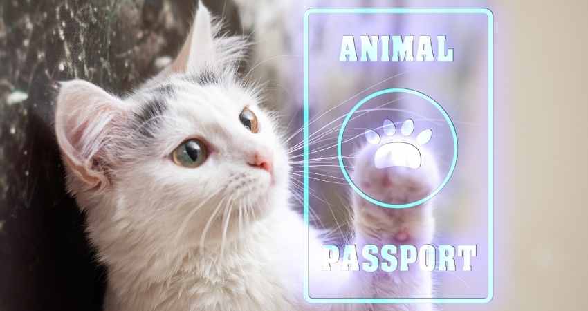 passeport chat