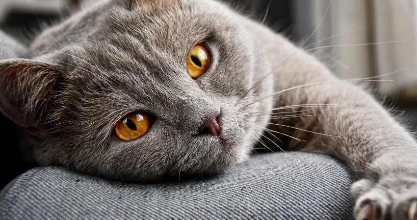 pathologies chat soigner acupression