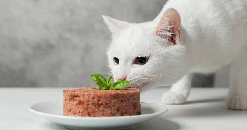 pourquoi choisir alimentation bio chat