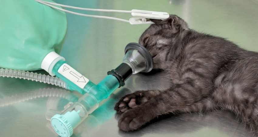 premiere visite chaton veterinaire
