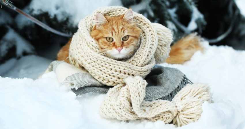 proteger chat froid