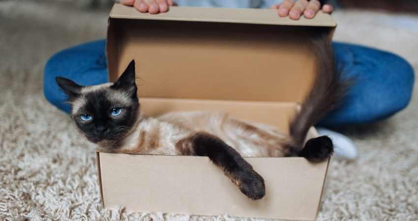 tarif chat veterinaire