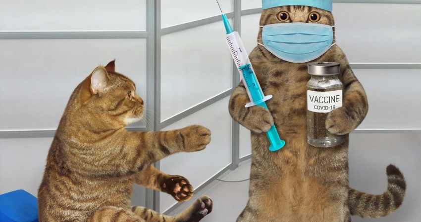 vaccin chaton