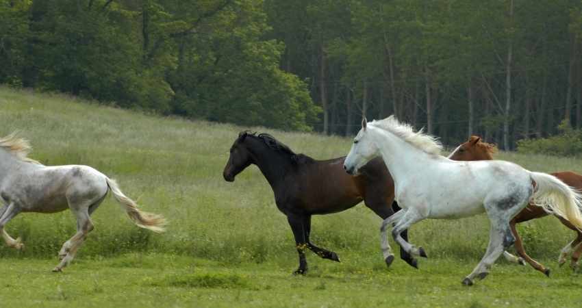 adopter cheval don