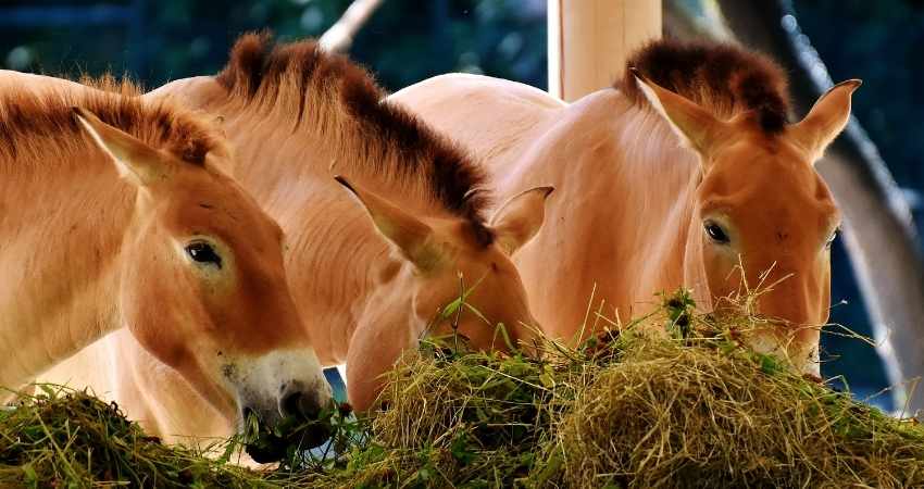 alimentation des chevaux foin concentres
