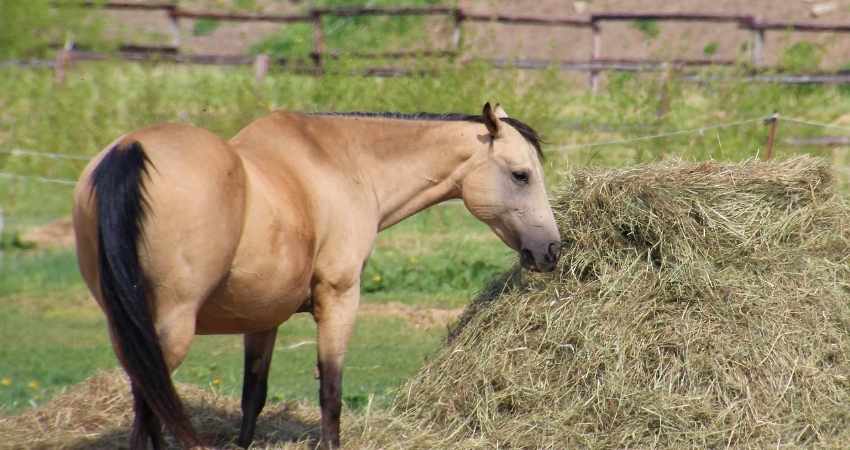 alimentation des chevaux foin