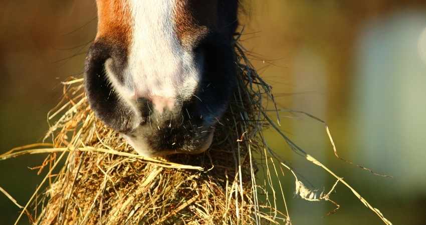 aliments dangereux pour chevaux