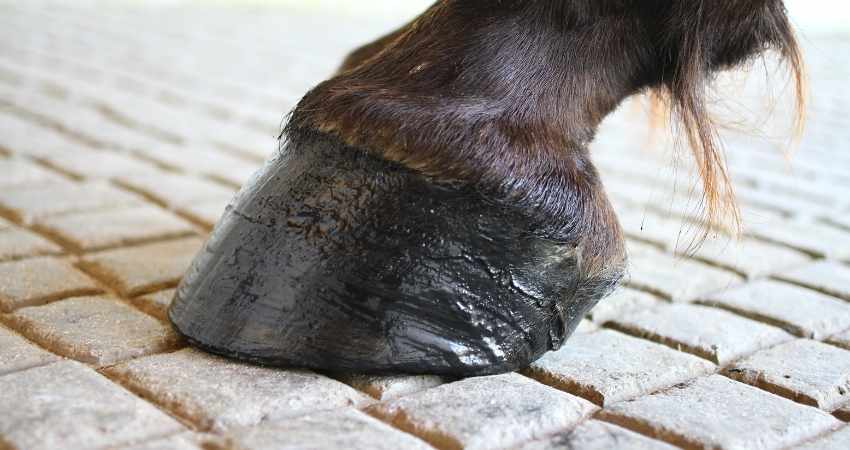 ameliorer confort des pieds cheval