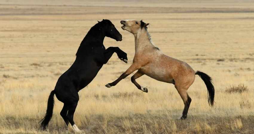combattre lennui du cheval au box