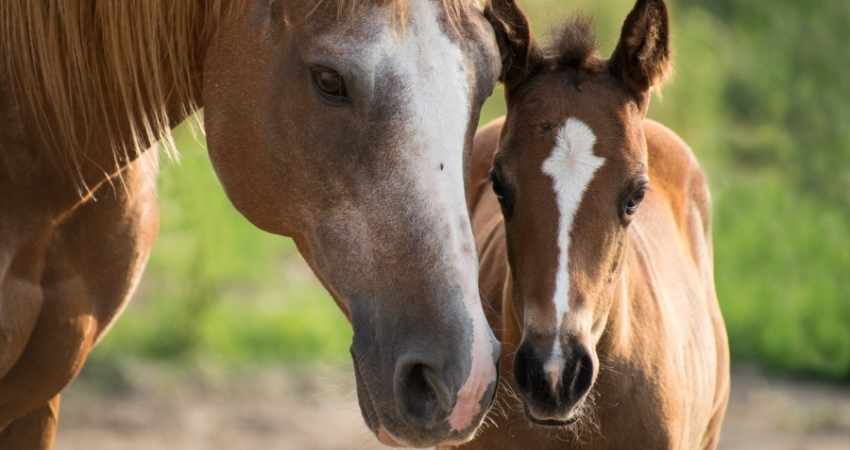 comprendre stress et lanxiete chez cheval