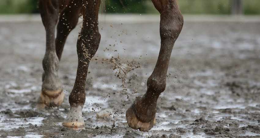 crevasses et gale de boue des chevaux
