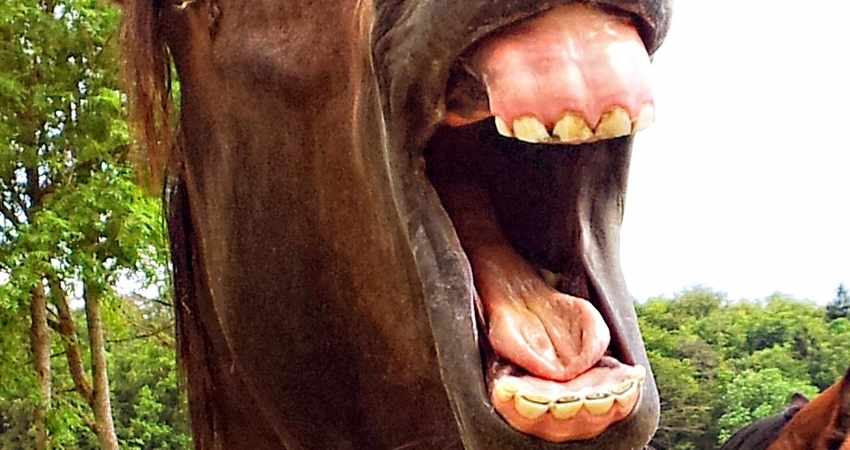 dents de son cheval