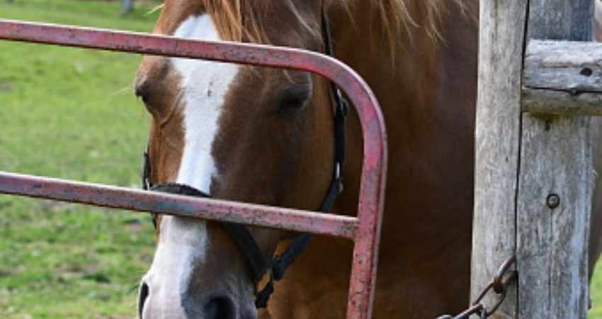 dermatite estivale des chevaux