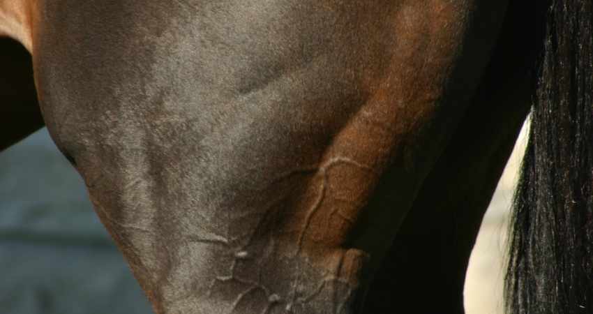 developpement musculaire du cheval