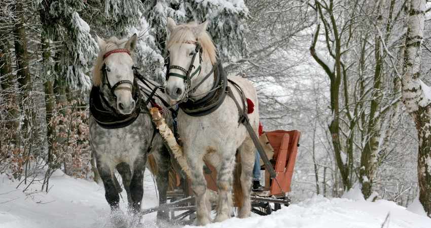 equiper cheval transport