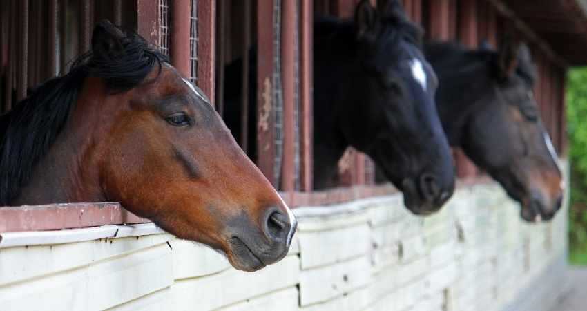 importances des fourrages pour chevaux