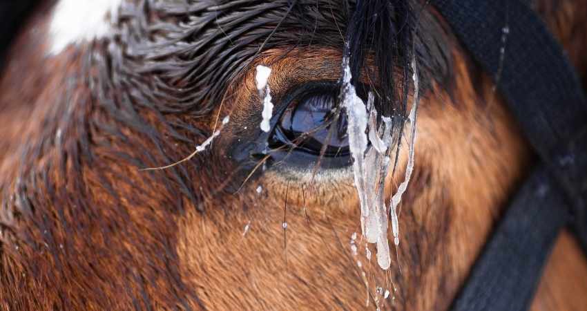 maladies des yeux chez cheval