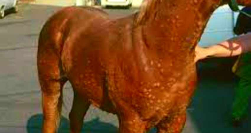 phtiriose poux des chevaux
