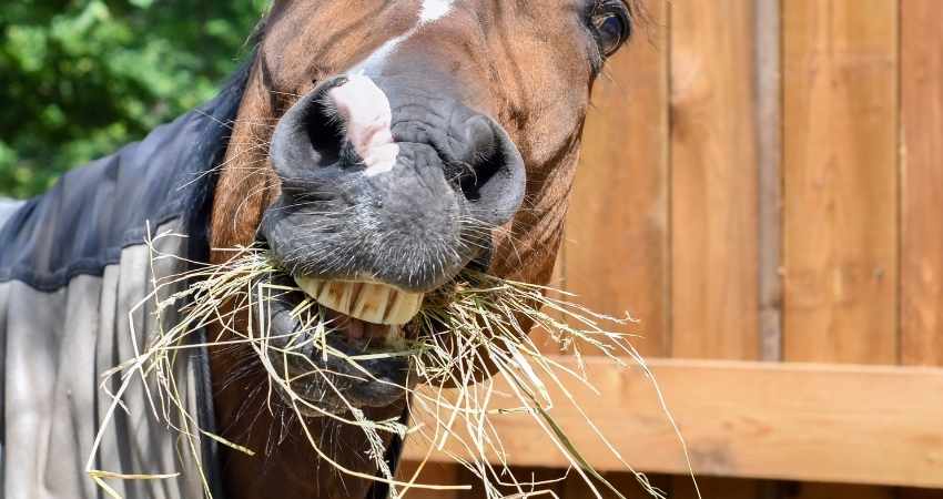 pourquoi chevaux mangent crottin