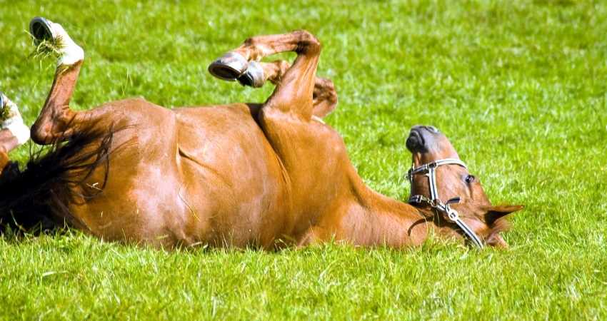 preserver confort musculaire des chevaux