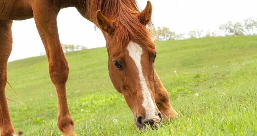 problemes de garrot chez chevaux
