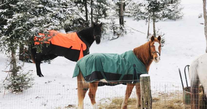 proteger cheval froid