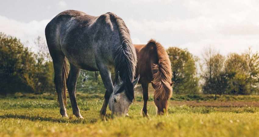 soigner crevasses des chevaux