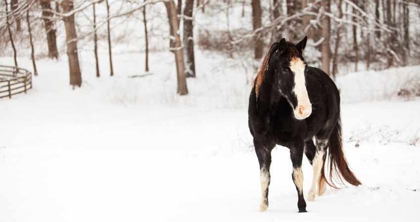 tondre son cheval en hiver