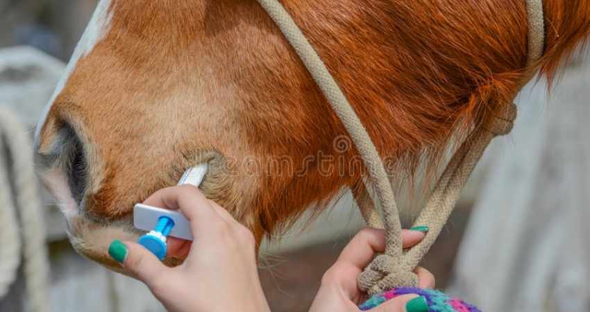 vacciner son cheval