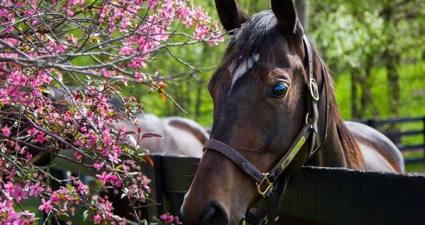 vermifugation du cheval au printemps