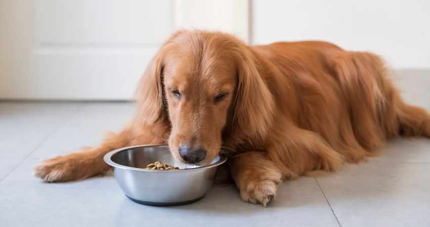 alimentation chienne allaitement