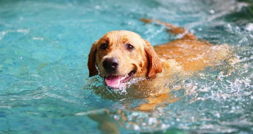 apprendre nager chien