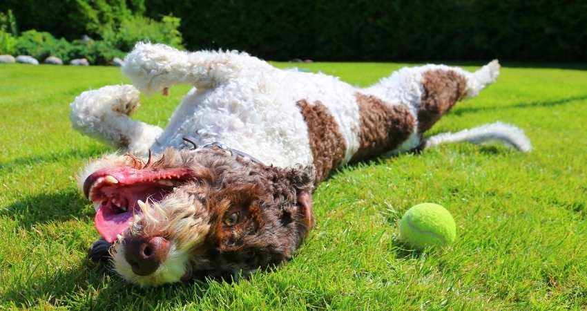 balle tennis dangereuse chien