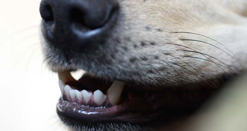 chien claque des dents