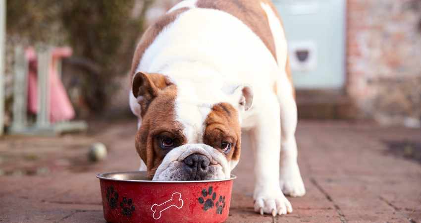 comment nourrir chien natural rearing