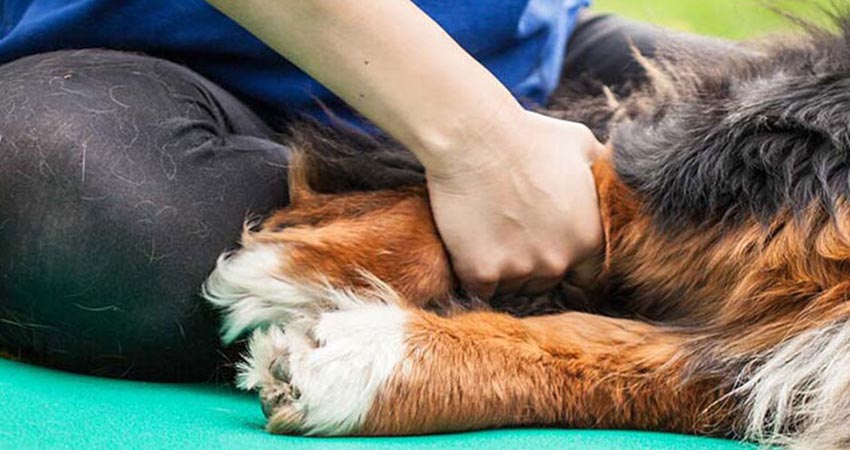 contribuer au traitement de larthrose du chien