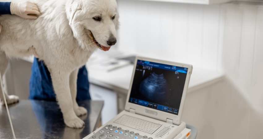 eduquer chien sifflet ultrason