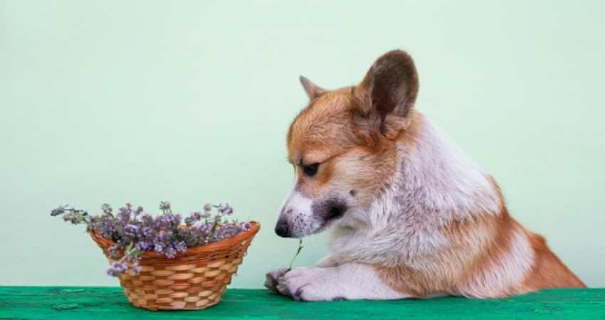homeopathie chien