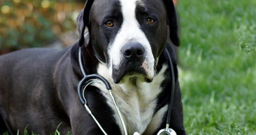 homeopathie soigner maladies chien