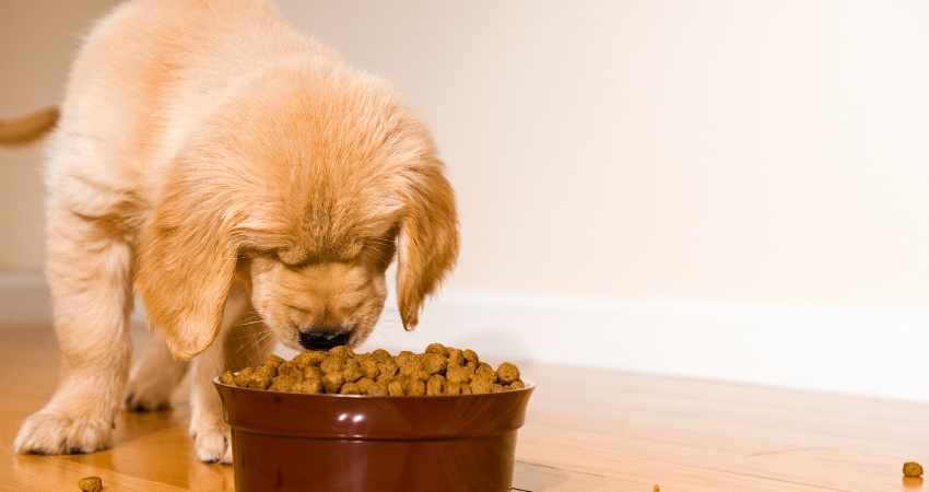 les huiles et acides gras essentiels pour chien