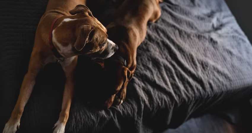 linsuffisance hepatique chez chien