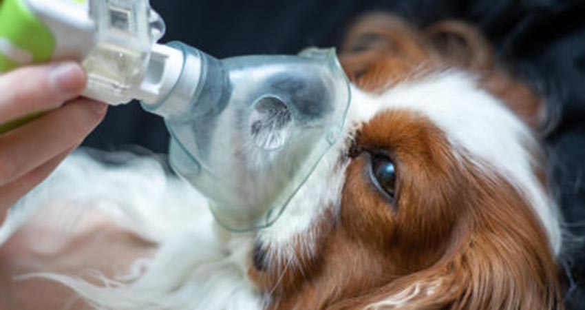 maladies respiratoires du chien