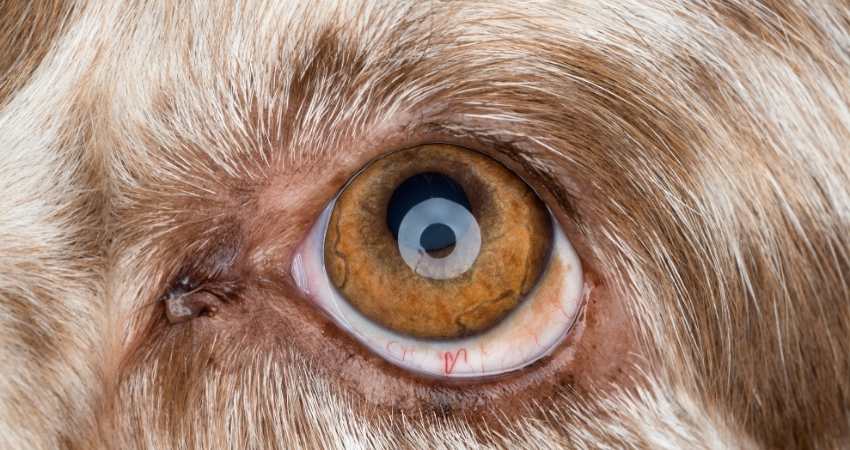 maladies yeux chien